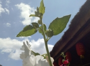 kaiyun app-祰	咄t的简单介绍-kaiyun app